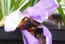 Queen bees on crocus, photo Marie-Ange Fall Plants that attract bees & info on Lasqueti