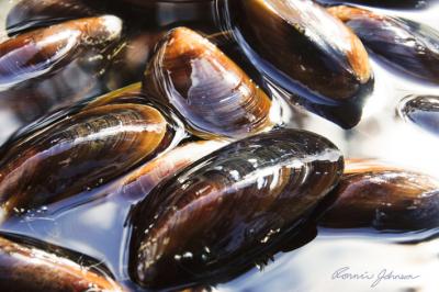 Honey Mussel 1