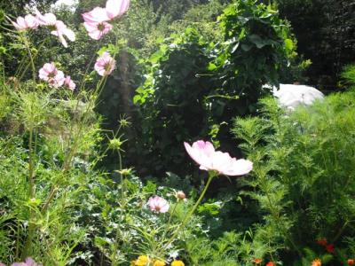 DSCF0253 (Small).JPG