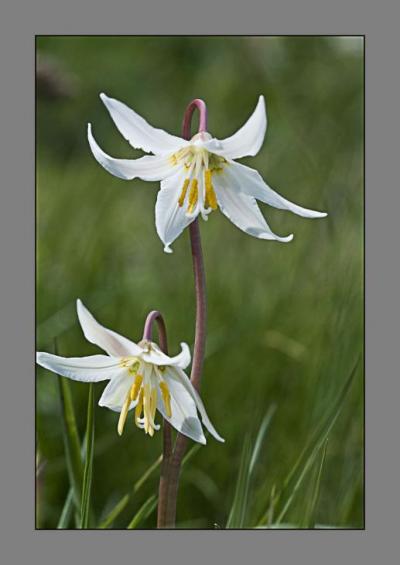 Easter Lily.jpg