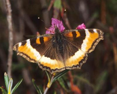 Milbert's Tortoiseshell Milbert's Tortoiseshell