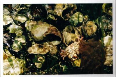 beach(shells underwater).jpg