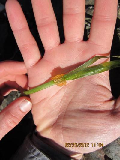 Herring Eggs on Eel Grass