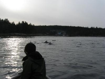Pacific White Sided Dolphins in False Bay