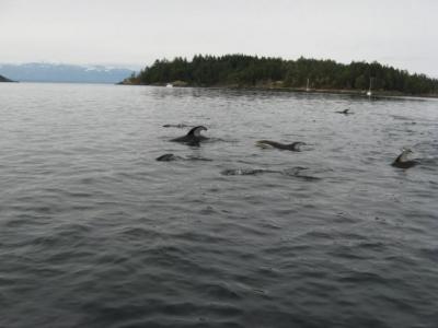 Pacific White Sided Dolphins in False Bay