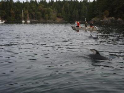 Pacific White Sided Dolphins in False Bay
