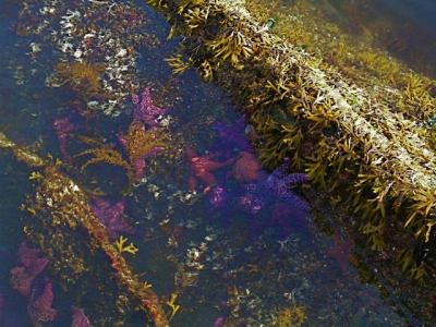 tidepool.jpg