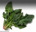 spinach.jpeg