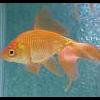 goldfish.jpg