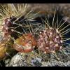 prickly pear.jpg