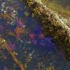 tidepool.jpg