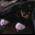 1butterbean_paws.jpg