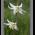 Easter Lily.jpg
