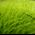 moss.JPG