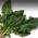 spinach.jpeg